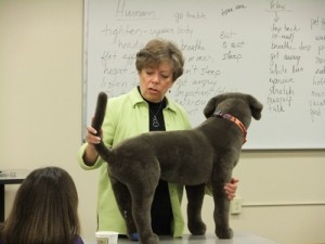 Pet Partner class - discussing canine body language