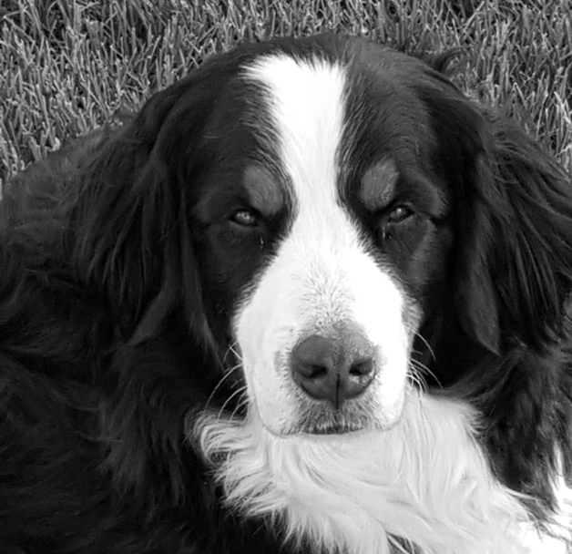 Burmese Mountain dog Matilda is a Wisconsin Pet Partner dog - black and white portrait