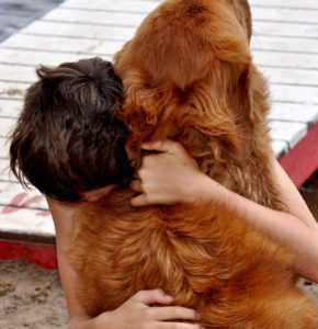 Rooster, Mastiff-Newfoundland-St. Bernard mix being hugged by a camper