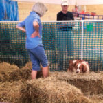 Pete the dog hunting in hay bales for rats