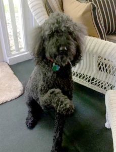 Baron the black poodle giving his paw