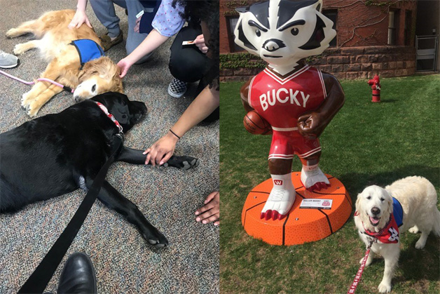Izzie & Daisy enjoying time with students; Jasmine with Bucky on parade statue