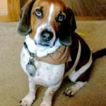 Jordy read dog Deerfield Library