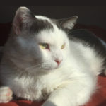 Sir Huxley the therapy cat chilling out