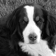 Burmese Mountain dog Matilda is a Wisconsin Pet Partner dog - black and white portrait