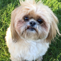 Shih Tzu sitting in the grass with a tooth showing