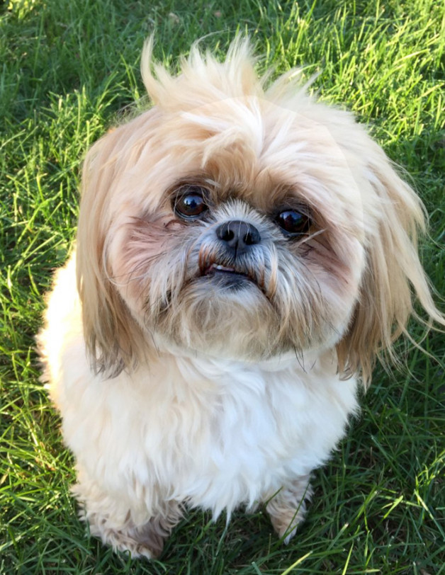 Shih Tzu sitting in the grass with a tooth showing