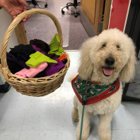 Luna the poodle wearing a bandana next to a basket of gloves to share