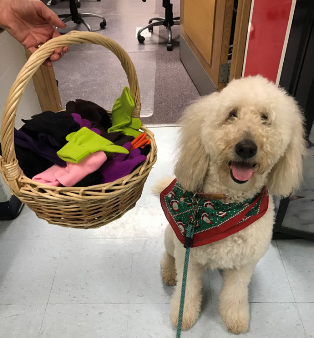 Luna the poodle wearing a bandana next to a basket of gloves to share