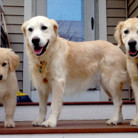 Three golden retrievers at the front door