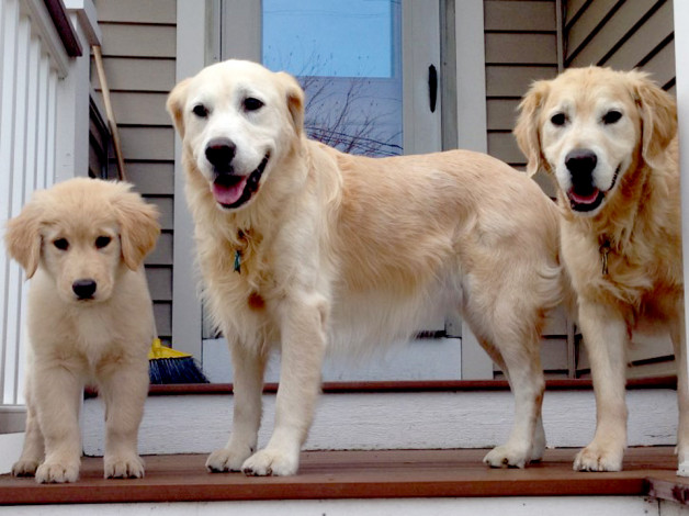 Three golden retrievers at the front door