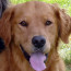 Buddy