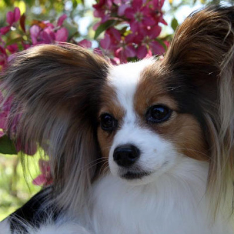 Pet Partners Profile: Lydia and Daisy Mae