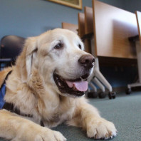 Therapy Dog Henry, Golden Retriever