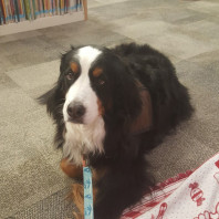 Matilda (Tilly) in the library - Burmese Mountain Dog