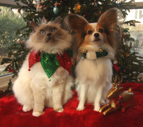 Happy Holidays from Dogs On Call!
