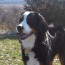 Member Profile:  Lance and His Pet Partner Matilda